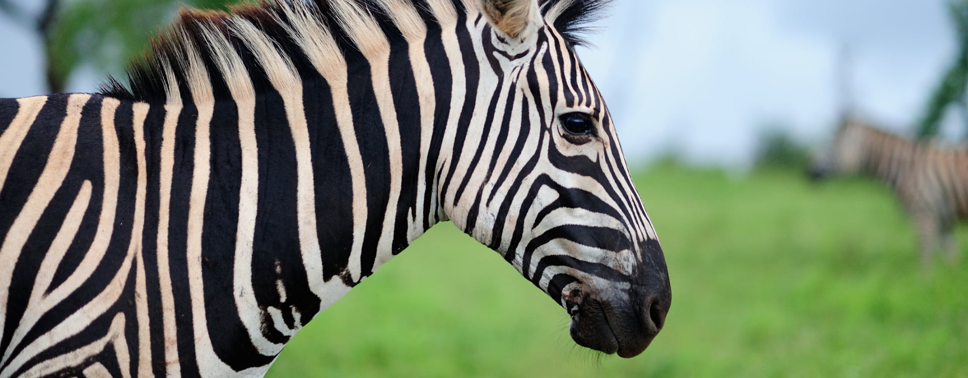 Zebra of the Cabárceno National Park