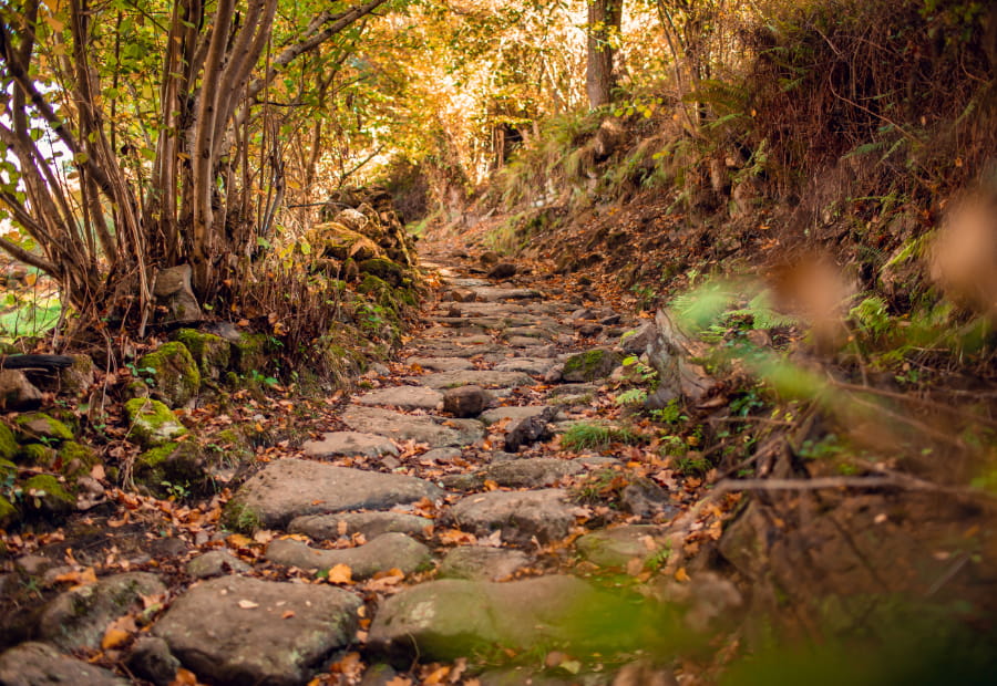 Stone path in the middle of the forest