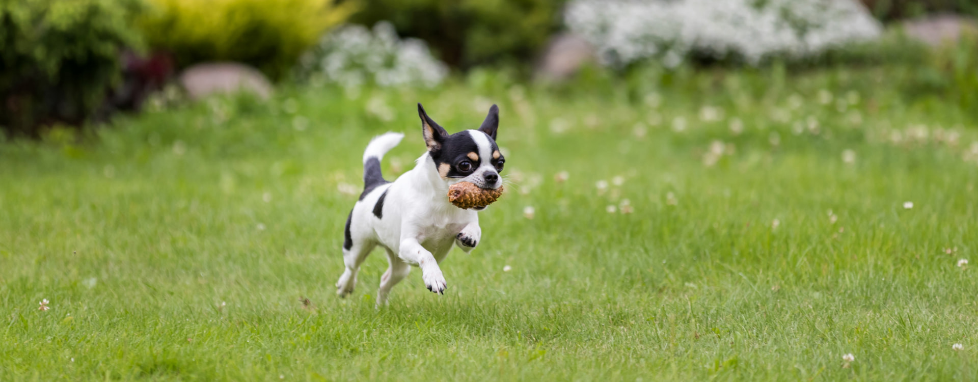 Dog running through a green meadow with a pineapple in its mouth